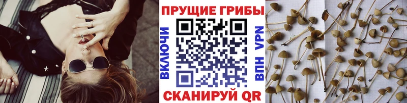 Галлюциногенные грибы мицелий  Хвалынск 